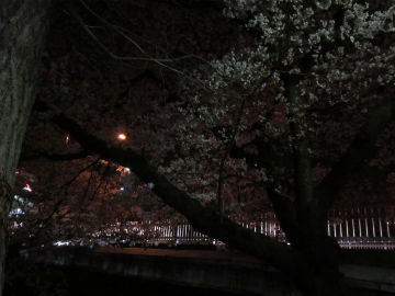 夜桜☆