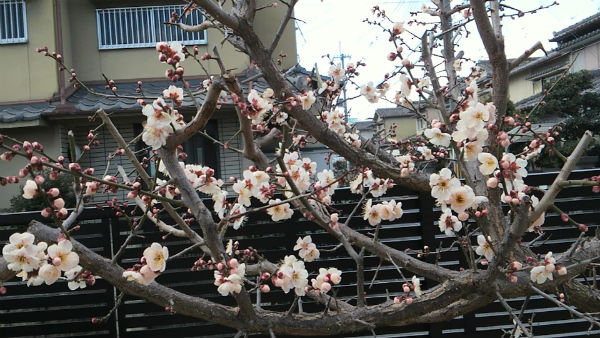 春☆