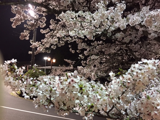 夜桜スポット