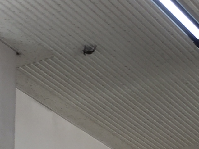 ねえさん事件です（古い・・・汗）