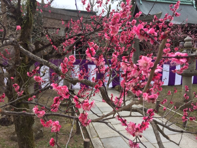 3月是非行ってください