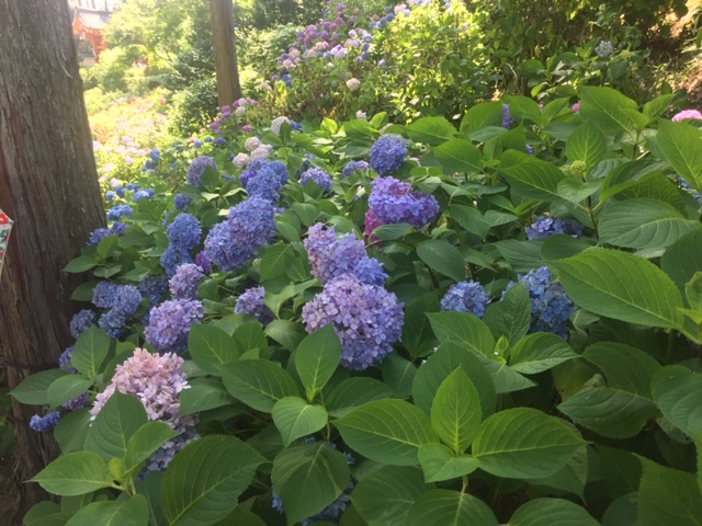 紫陽花を観に
