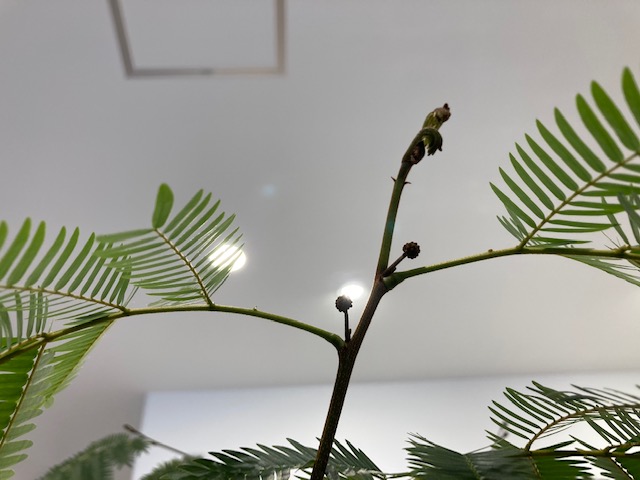 植物の変化①