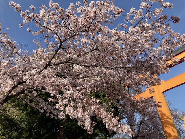 桜三昧②