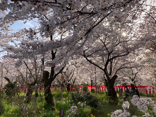 桜三昧②