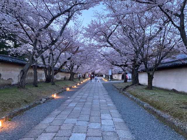 桜三昧③