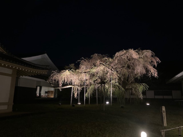 桜三昧③