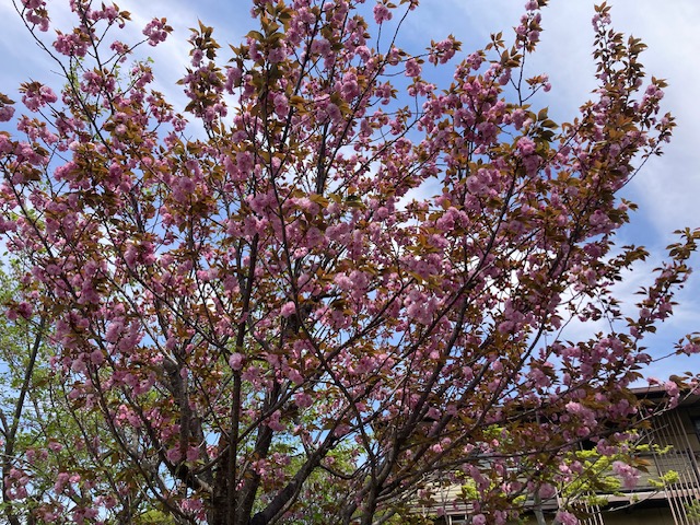西国三十三所巡礼　南法華寺(壷坂寺)