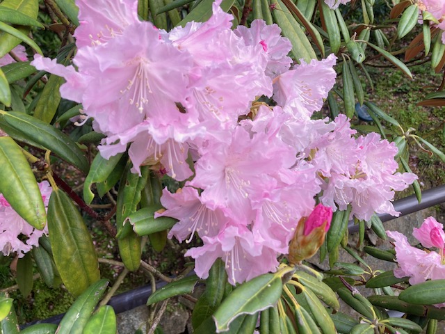 西国三十三所巡礼　岡寺