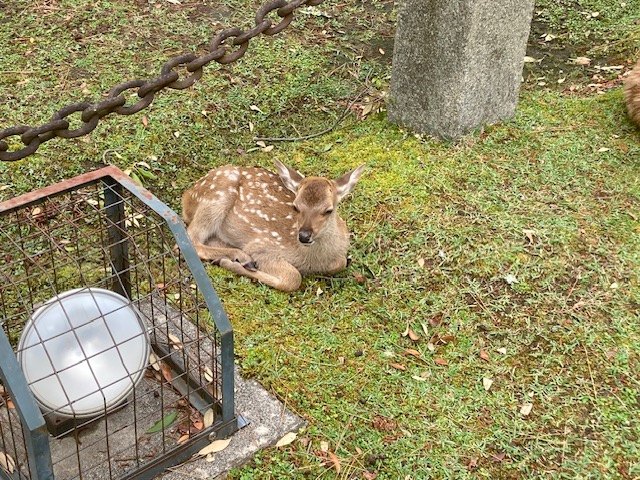 お土産に買った