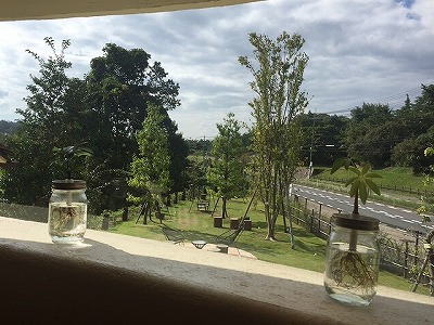 プリンの森♪