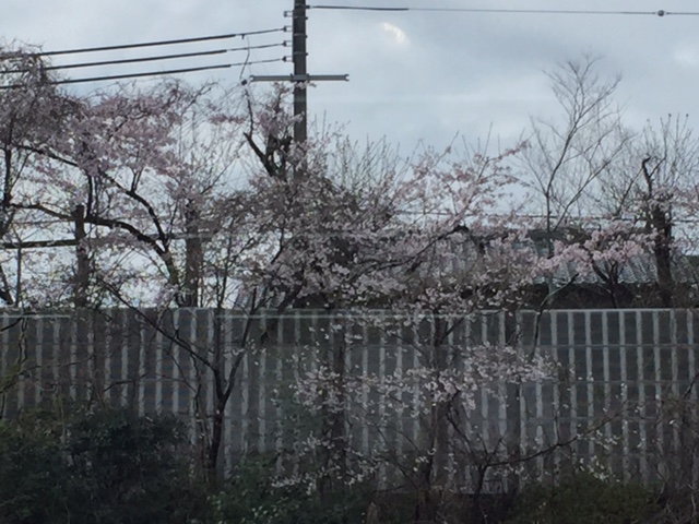 お店の前にも春が・・・