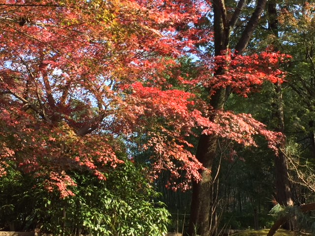 紅葉見に行ってきました
