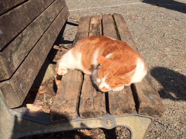 本日は臨時休業いたします