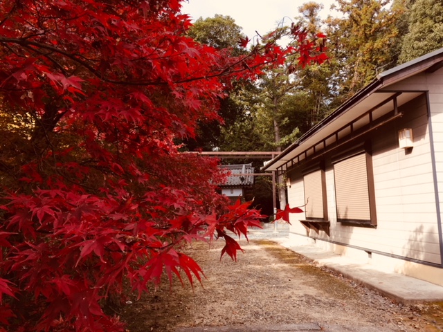 紅葉(近所編)
