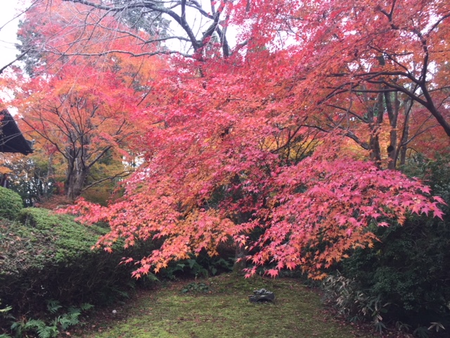 紅葉(京都 鷹峯編)①