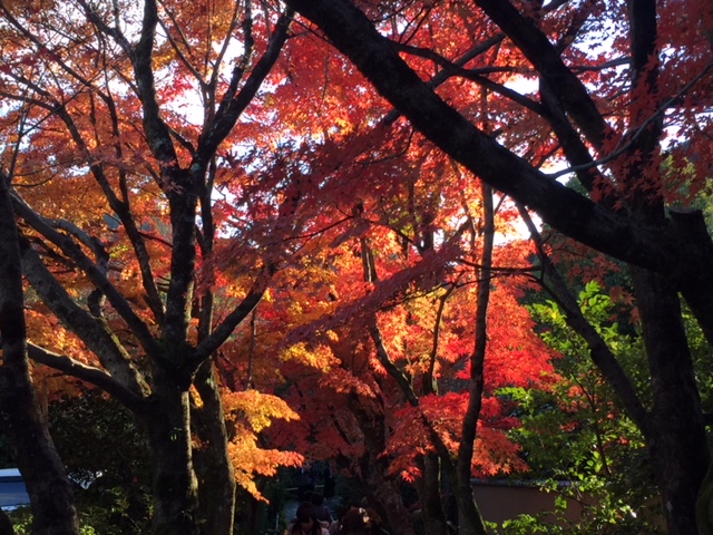 紅葉(京都 鷹峯編)③