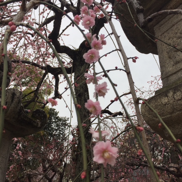 梅を見に