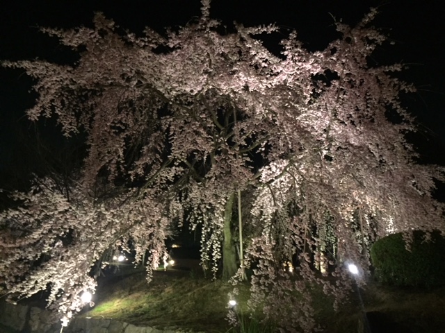 相変わらず