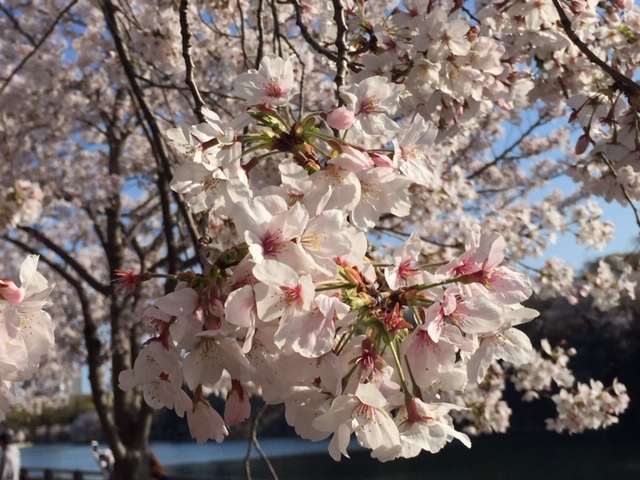 毎年恒例の花見話です②