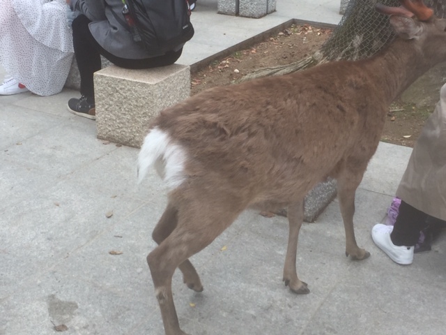 春日大社