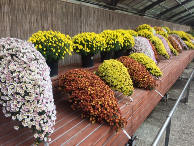 京都府立植物園①