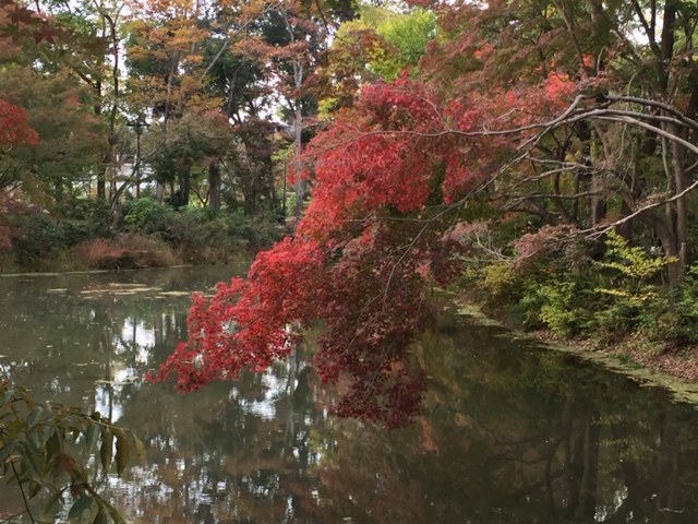 京都府立植物園①
