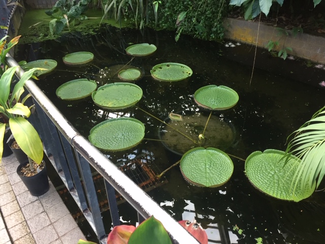 京都府立植物園②