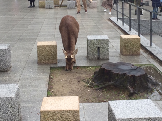 春日大社に行ってまいりました