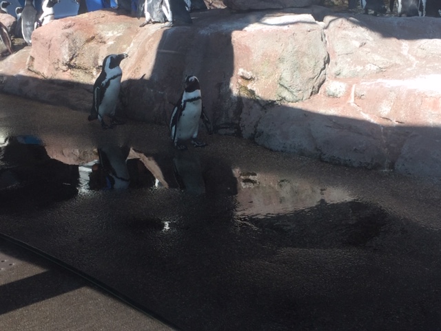 京都水族館(ペンギン編)