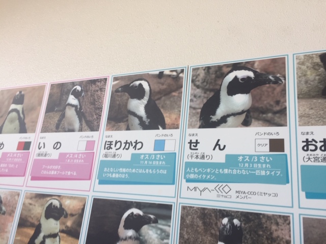 京都水族館(ペンギン編)