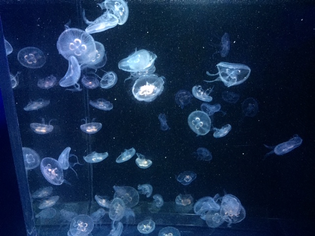 京都水族館(クラゲ編)