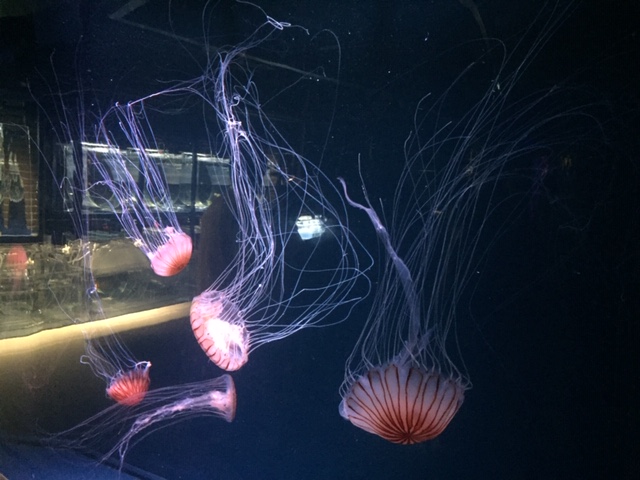 京都水族館(クラゲ編)