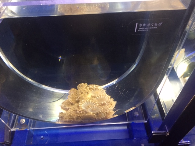 京都水族館(クラゲ編)