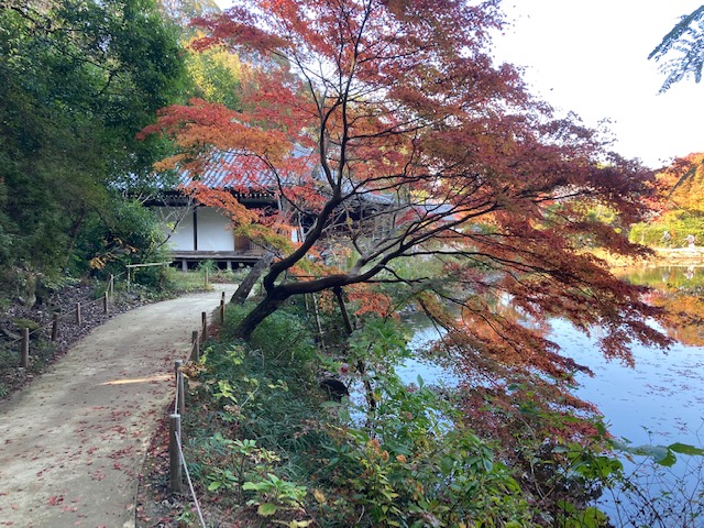 浄瑠璃寺①