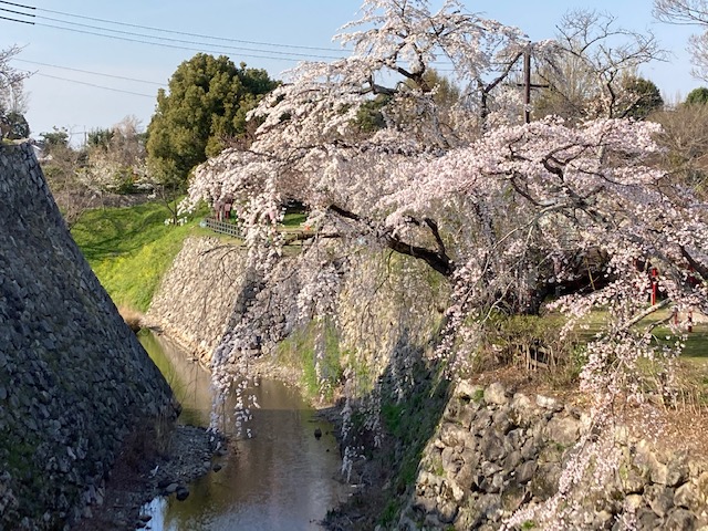 昨日から