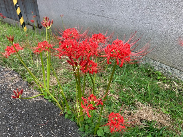 秋らしい