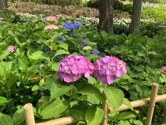 三室戸寺