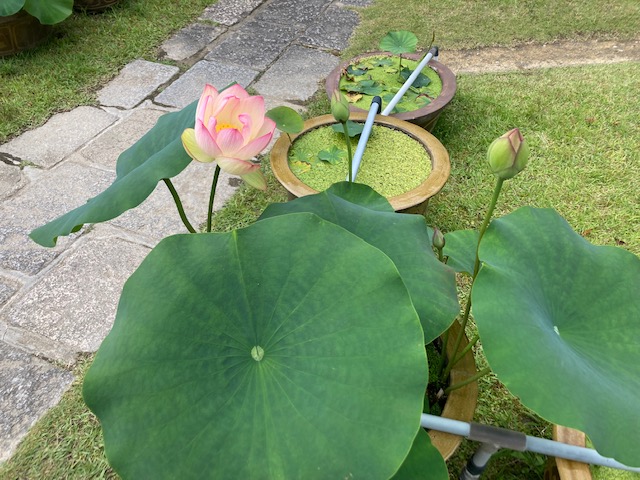 三室戸寺