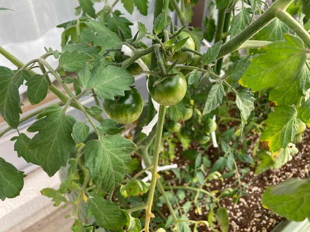 家庭菜園始めました