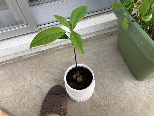 家庭菜園始めました