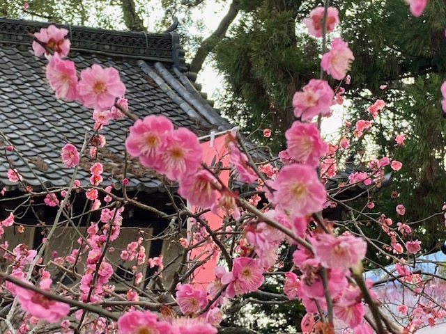 梅の名所