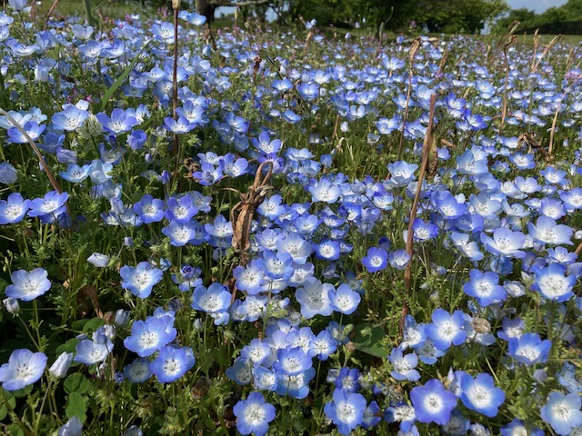 馬見丘陵公園へ