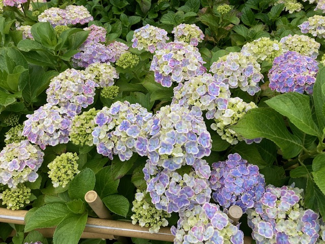 紫陽花満開