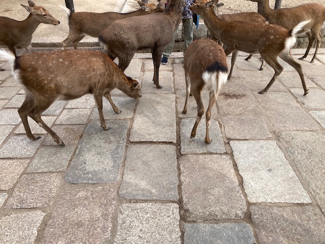 謎解きの旅～奈良編ラスト