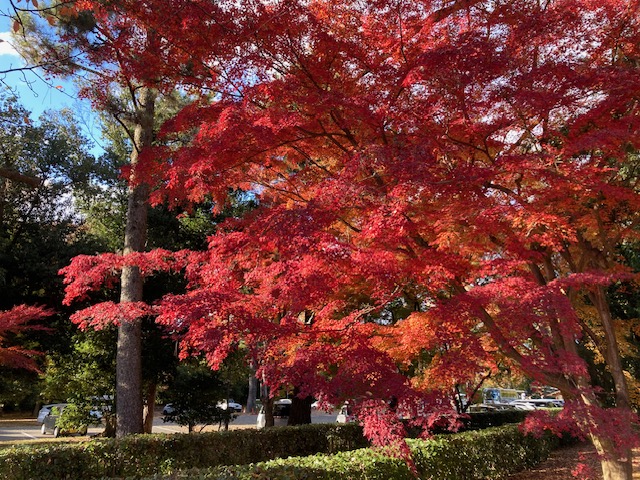 恒例の紅葉狩り　今年は？