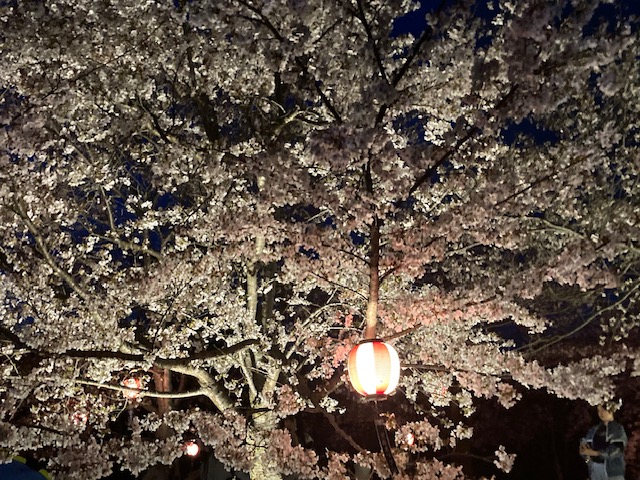 夜桜を愛でに