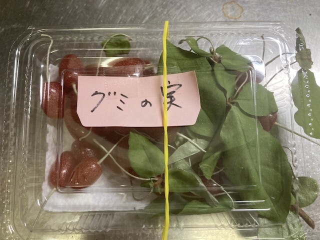 グミの実